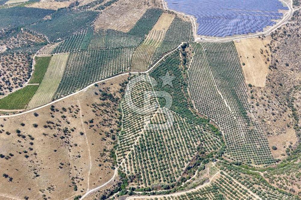 Satılık 283 Dönüm Zeytin Üretim Tesisi