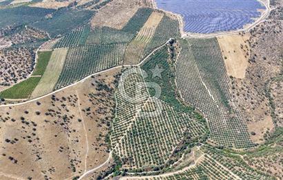 Satılık 283 Dönüm Zeytin Üretim Tesisi