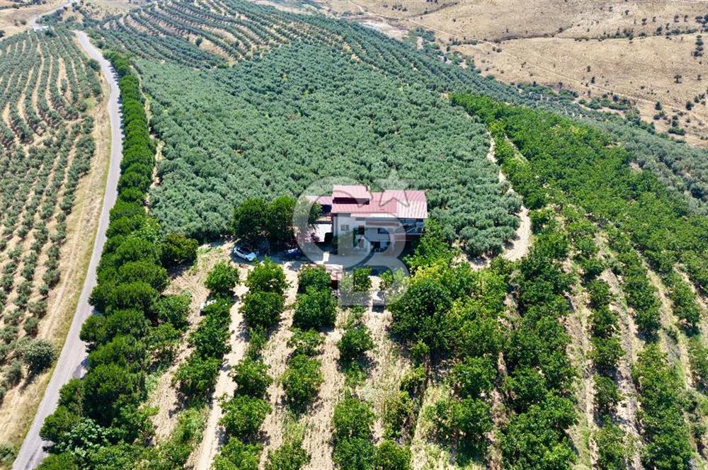 Satılık 283 Dönüm Zeytin Üretim Tesisi