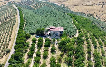 Satılık 283 Dönüm Zeytin Üretim Tesisi