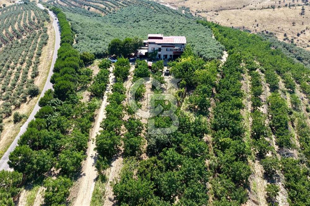 Satılık 283 Dönüm Zeytin Üretim Tesisi