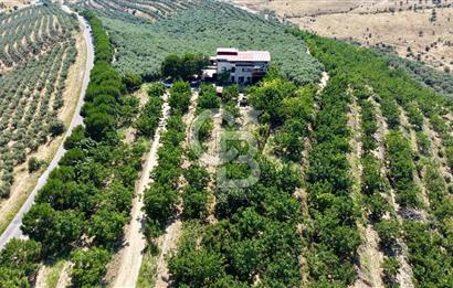 Satılık 283 Dönüm Zeytin Üretim Tesisi