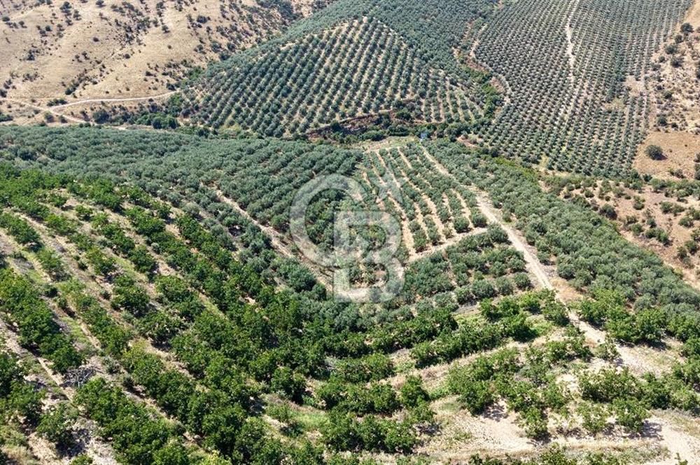 Satılık 283 Dönüm Zeytin Üretim Tesisi
