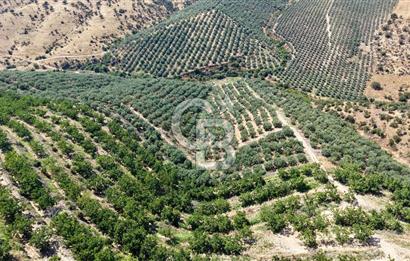 Satılık 283 Dönüm Zeytin Üretim Tesisi