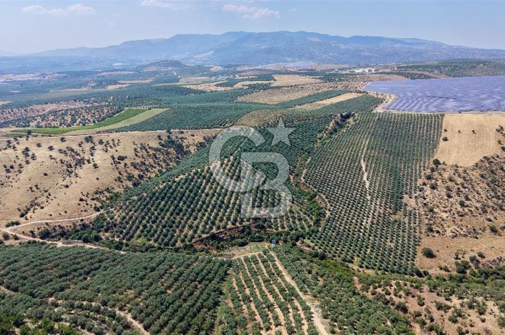 Satılık 283 Dönüm Zeytin Üretim Tesisi