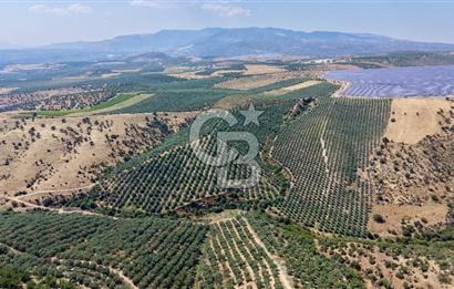 Satılık 283 Dönüm Zeytin Üretim Tesisi