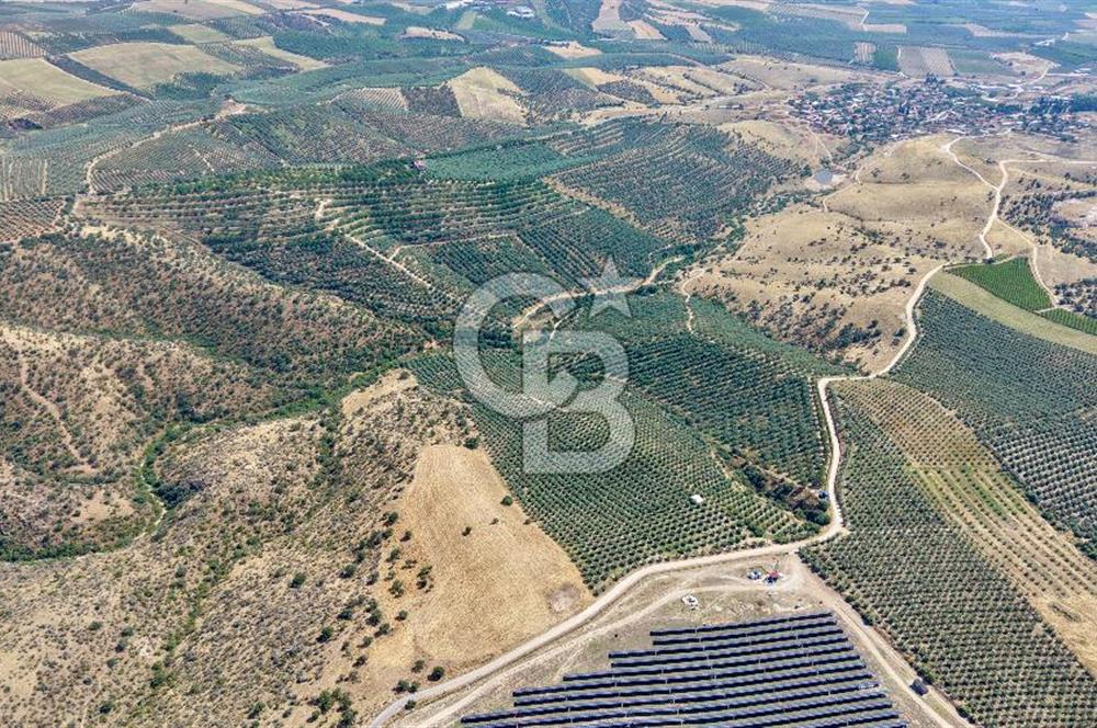 Satılık 283 Dönüm Zeytin Üretim Tesisi