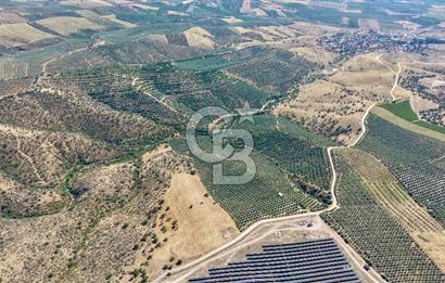 Satılık 283 Dönüm Zeytin Üretim Tesisi