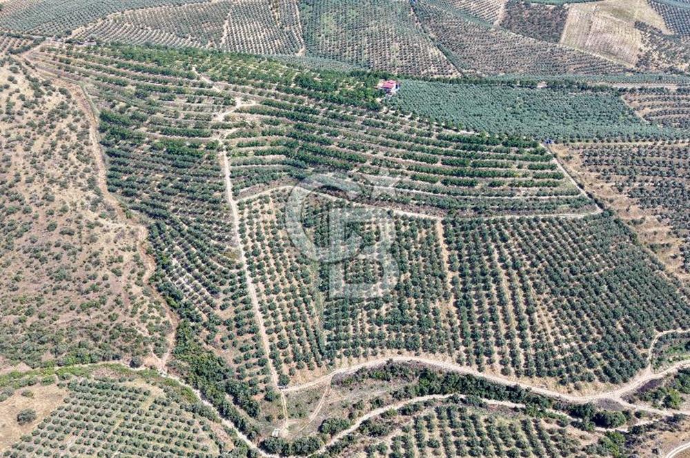 Satılık 283 Dönüm Zeytin Üretim Tesisi