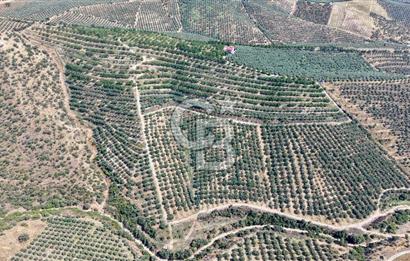 Satılık 283 Dönüm Zeytin Üretim Tesisi