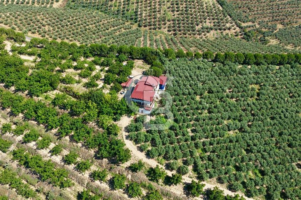 Satılık 283 Dönüm Zeytin Üretim Tesisi