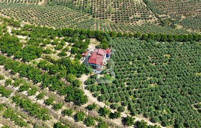 Satılık 283 Dönüm Zeytin Üretim Tesisi
