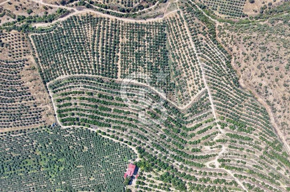 Satılık 283 Dönüm Zeytin Üretim Tesisi