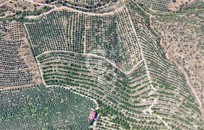 Satılık 283 Dönüm Zeytin Üretim Tesisi