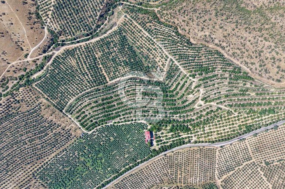 Satılık 283 Dönüm Zeytin Üretim Tesisi
