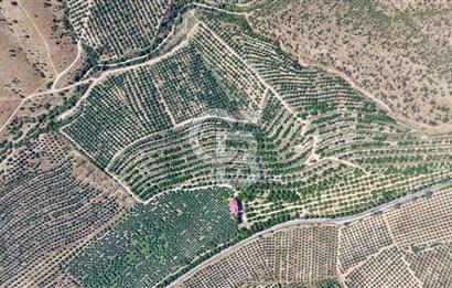 Satılık 283 Dönüm Zeytin Üretim Tesisi