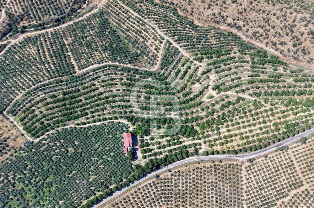 Satılık 283 Dönüm Zeytin Üretim Tesisi