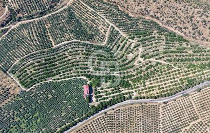 Satılık 283 Dönüm Zeytin Üretim Tesisi