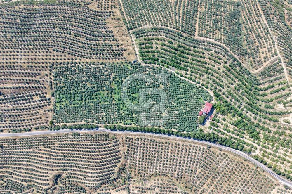 Satılık 283 Dönüm Zeytin Üretim Tesisi