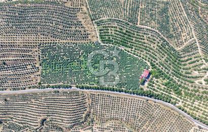 Satılık 283 Dönüm Zeytin Üretim Tesisi