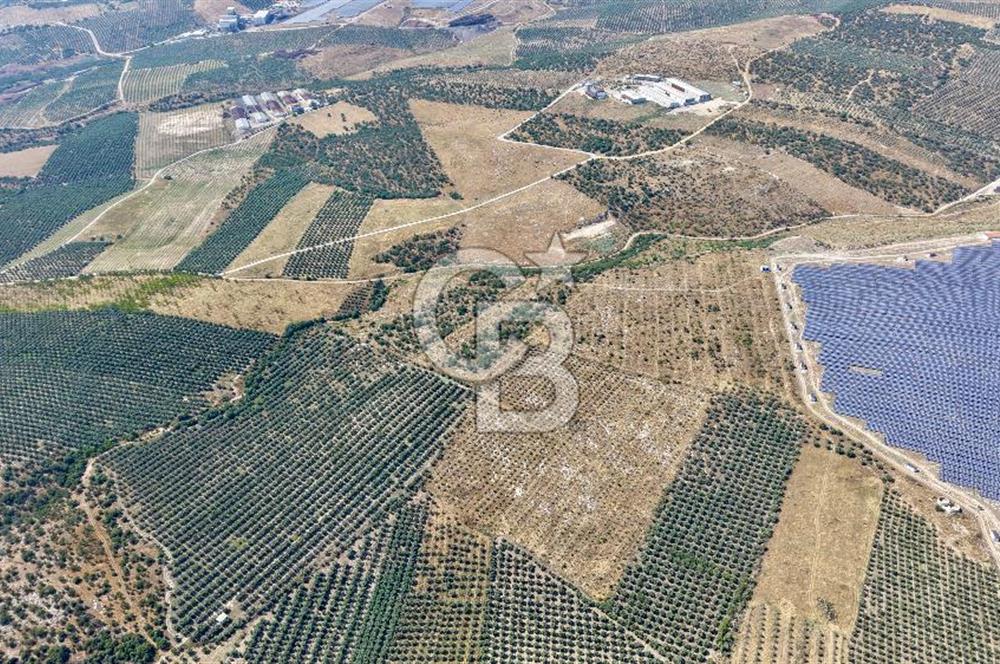 Satılık 283 Dönüm Zeytin Üretim Tesisi
