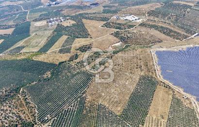 Satılık 283 Dönüm Zeytin Üretim Tesisi