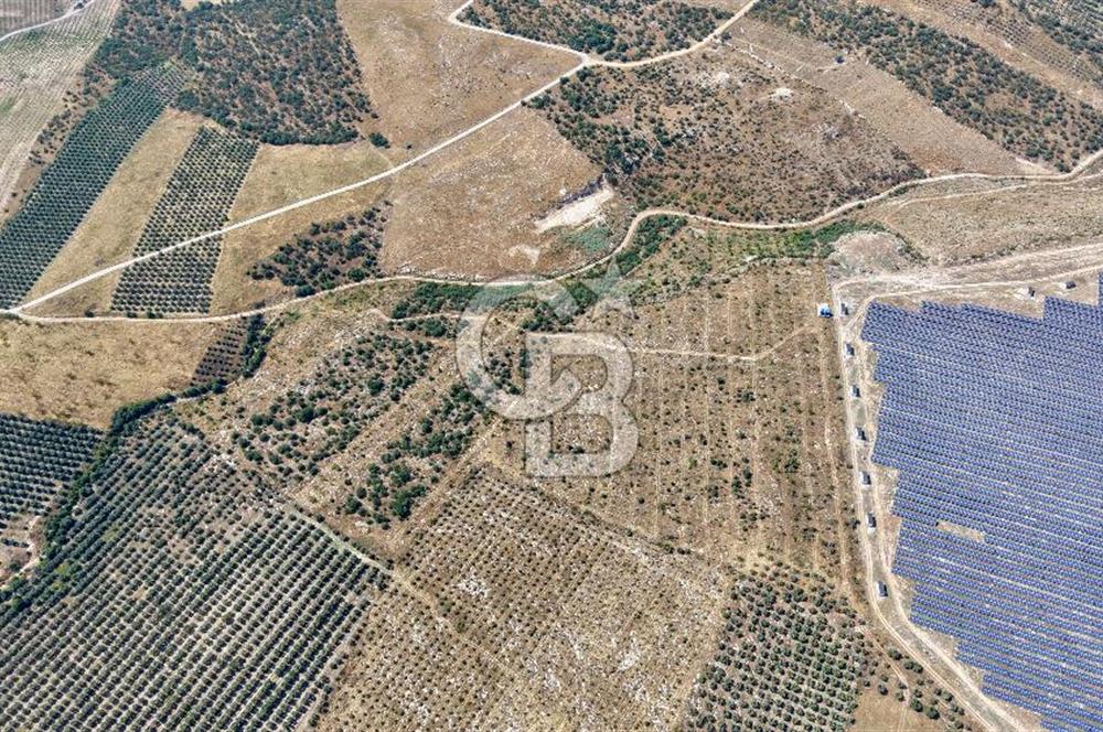 Satılık 283 Dönüm Zeytin Üretim Tesisi
