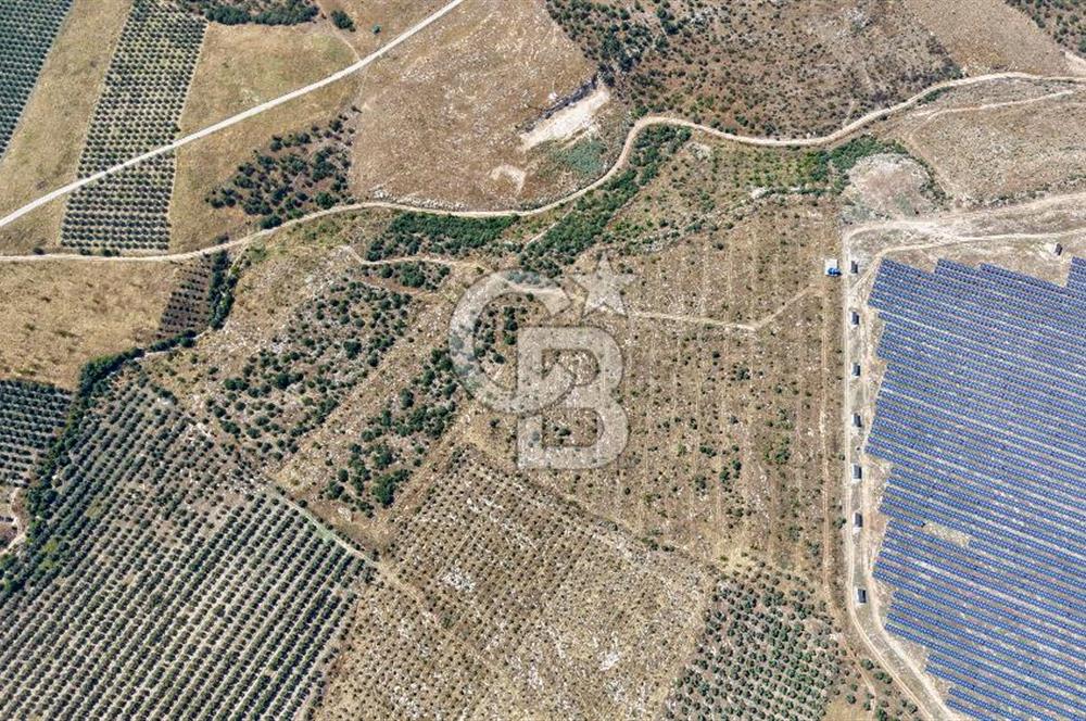 Satılık 283 Dönüm Zeytin Üretim Tesisi
