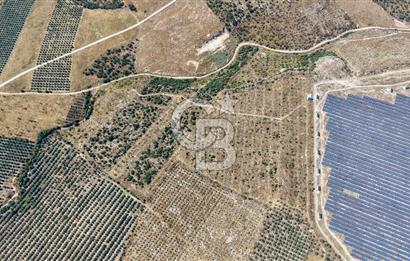 Satılık 283 Dönüm Zeytin Üretim Tesisi