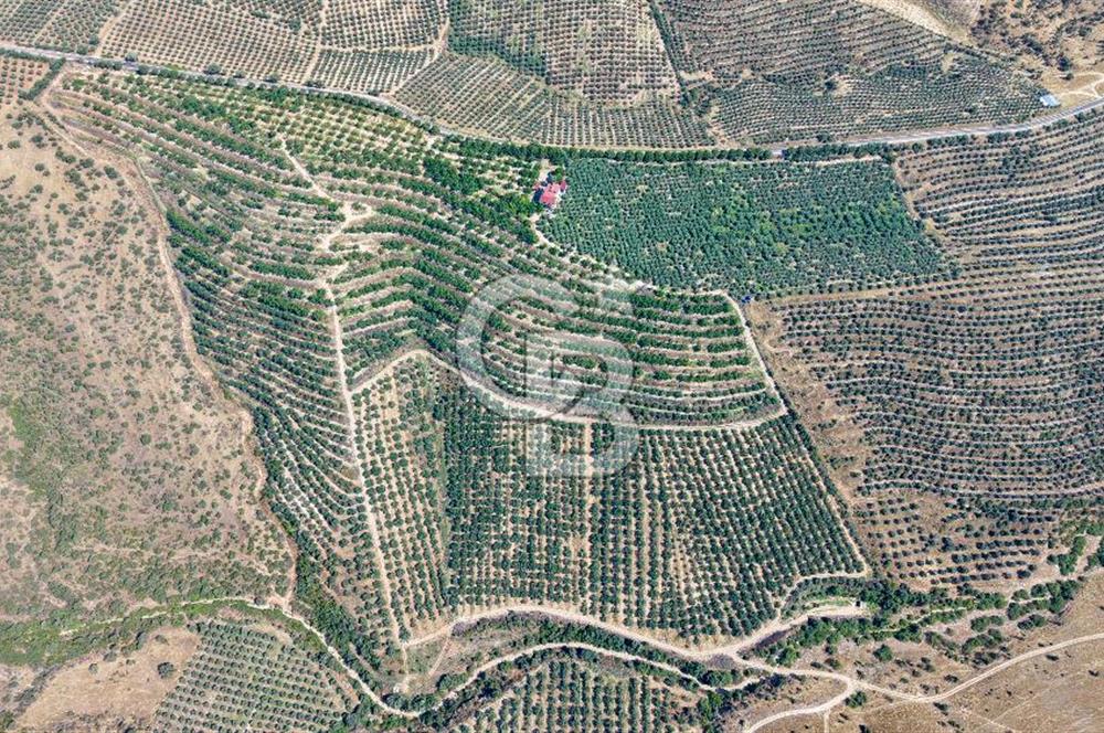 Satılık 283 Dönüm Zeytin Üretim Tesisi