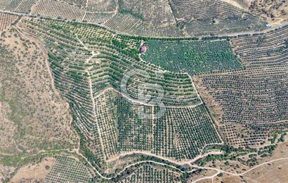 Satılık 283 Dönüm Zeytin Üretim Tesisi