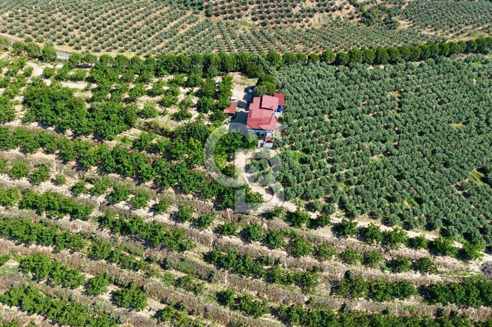 Satılık 283 Dönüm Zeytin Üretim Tesisi