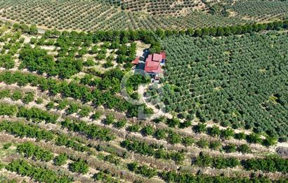 Satılık 283 Dönüm Zeytin Üretim Tesisi