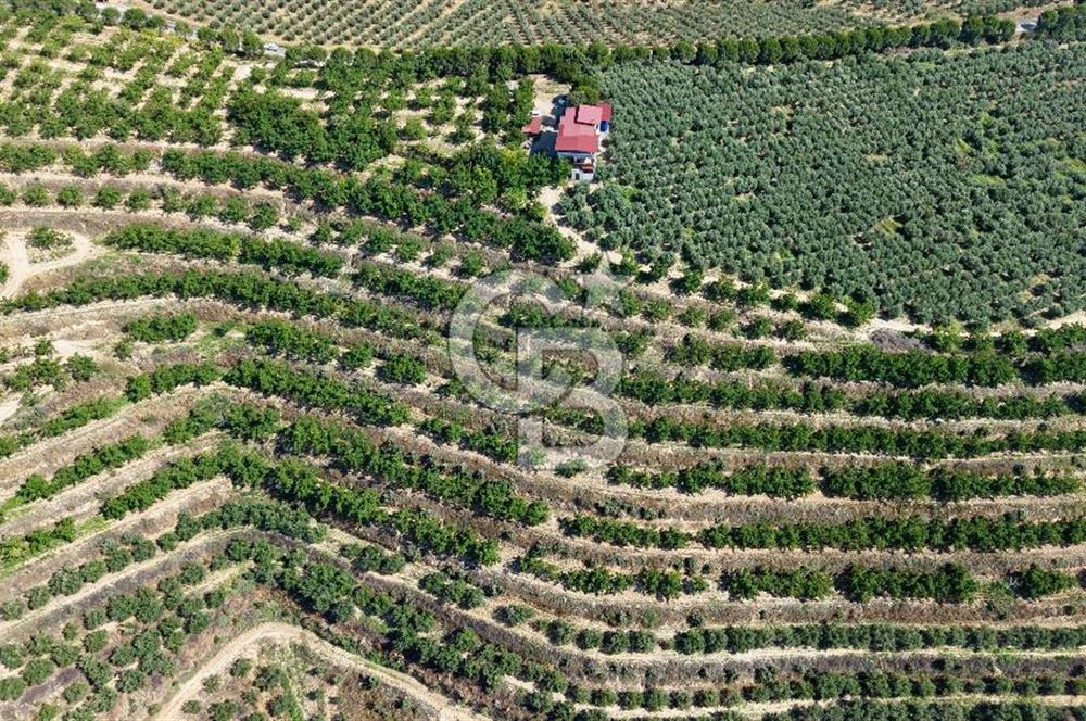 Satılık 283 Dönüm Zeytin Üretim Tesisi