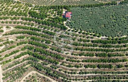 Satılık 283 Dönüm Zeytin Üretim Tesisi