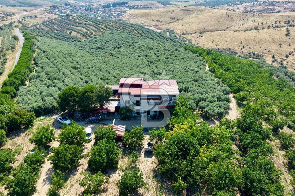 Satılık 283 Dönüm Zeytin Üretim Tesisi