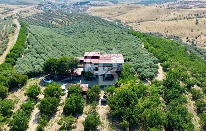 Satılık 283 Dönüm Zeytin Üretim Tesisi