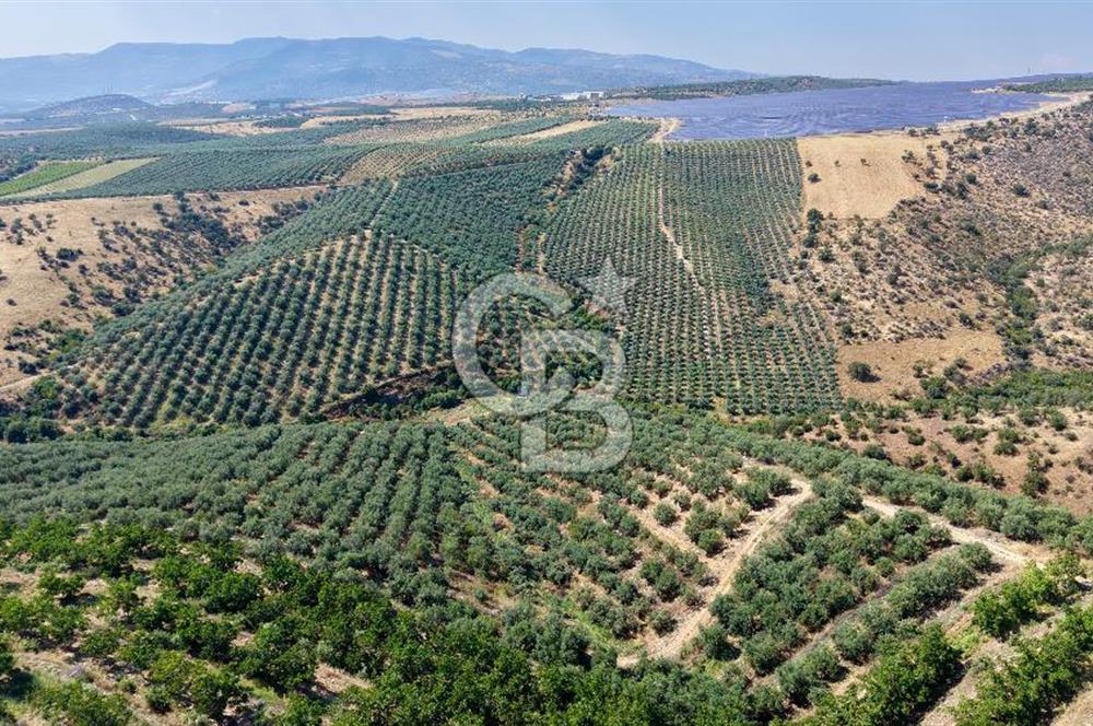 Satılık 283 Dönüm Zeytin Üretim Tesisi