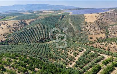 Satılık 283 Dönüm Zeytin Üretim Tesisi