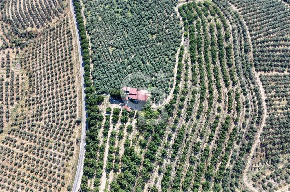 Satılık 283 Dönüm Zeytin Üretim Tesisi