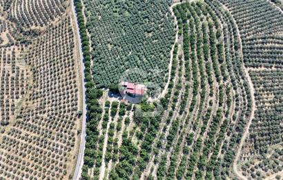 Satılık 283 Dönüm Zeytin Üretim Tesisi