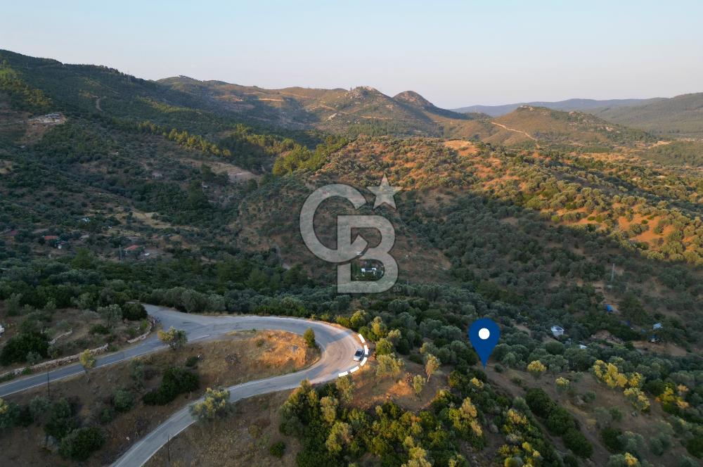 Orhanlı Köyünde Fırsat Konumda 10.550m2 Zeytin Ağaçlı Tarla