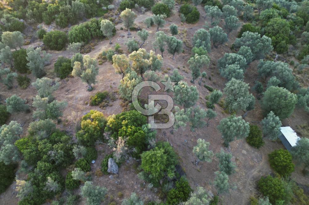 Orhanlı Köyünde Fırsat Konumda 10.550m2 Zeytin Ağaçlı Tarla