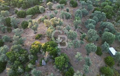Orhanlı Köyünde Fırsat Konumda 10.550m2 Zeytin Ağaçlı Tarla