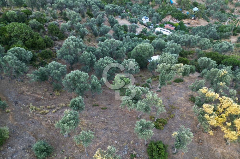 Orhanlı Köyünde Fırsat Konumda 10.550m2 Zeytin Ağaçlı Tarla