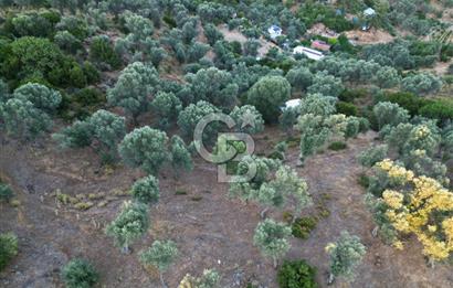 Orhanlı Köyünde Fırsat Konumda 10.550m2 Zeytin Ağaçlı Tarla