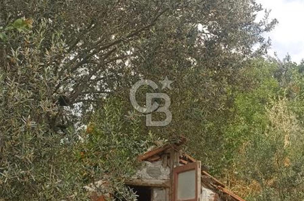 1244 m2 izmir bergama ürkütler köyünde imarlı arsa