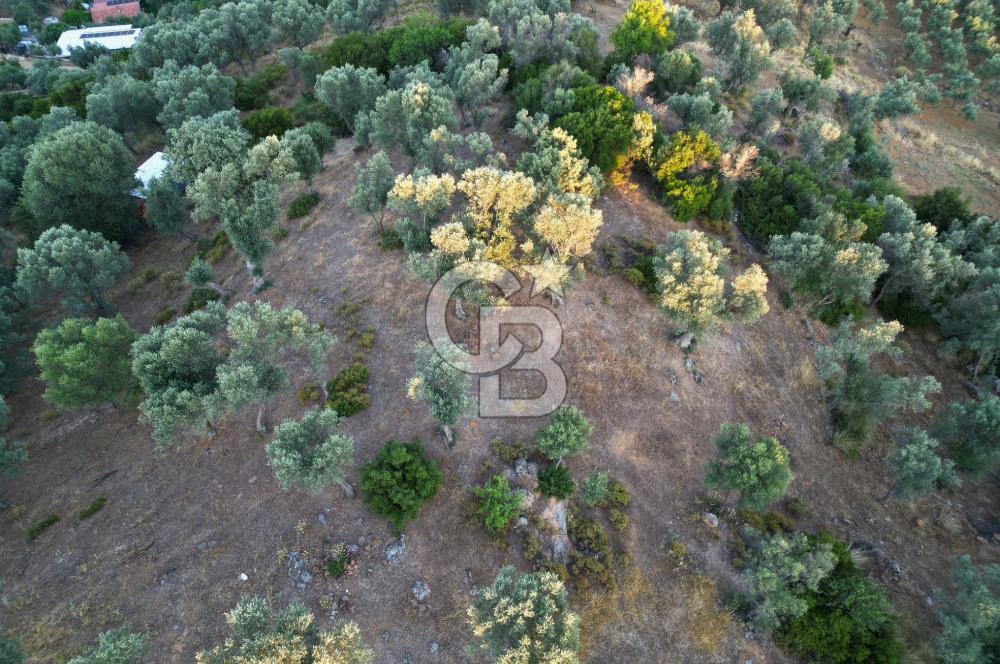 Orhanlı Köyünde Fırsat Konumda 10.550m2 Zeytin Ağaçlı Tarla