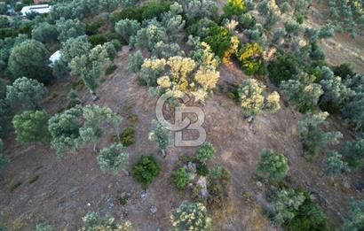 Orhanlı Köyünde Fırsat Konumda 10.550m2 Zeytin Ağaçlı Tarla