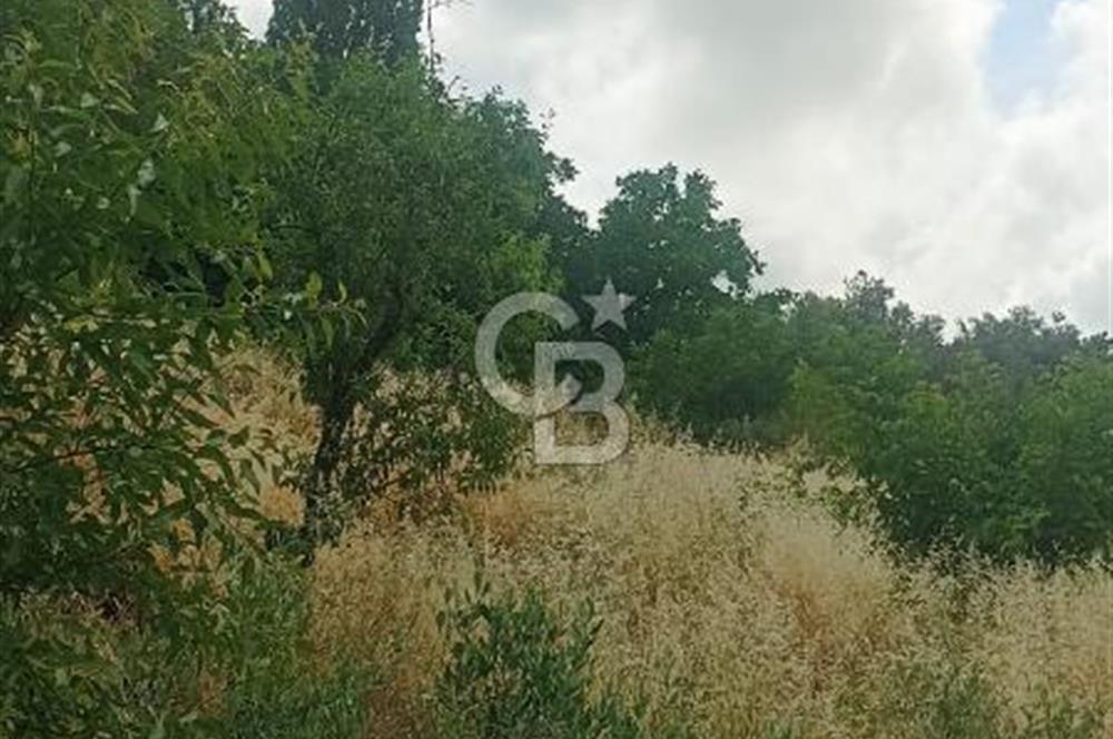 1244 m2 izmir bergama ürkütler köyünde imarlı arsa